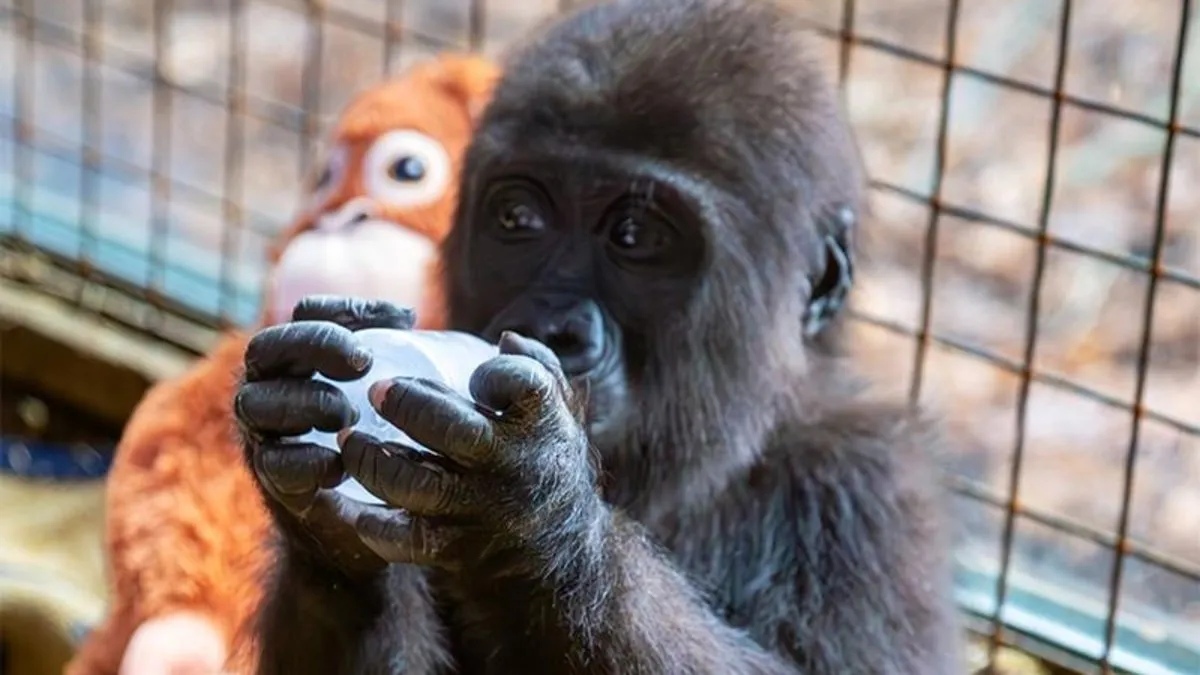 Yavru goril için 4 isim öne çıktı