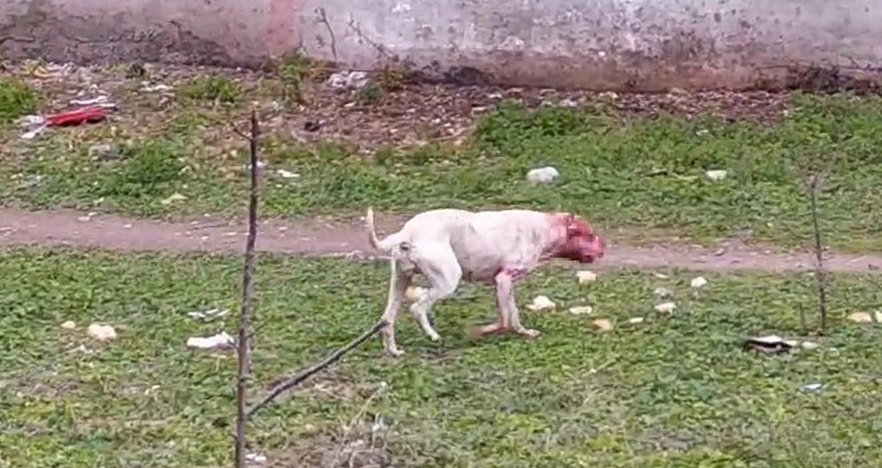 Kocaeli’de pitbull dehşeti: Mahallelinin baktığı köpeğe saldırdı