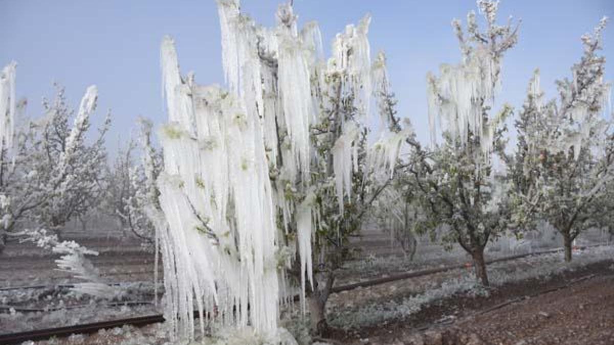 HABER… Bağlar Buz Tuttu, Hasat Yandı: Çiftçi Zirai Donla Sarsıldı!
